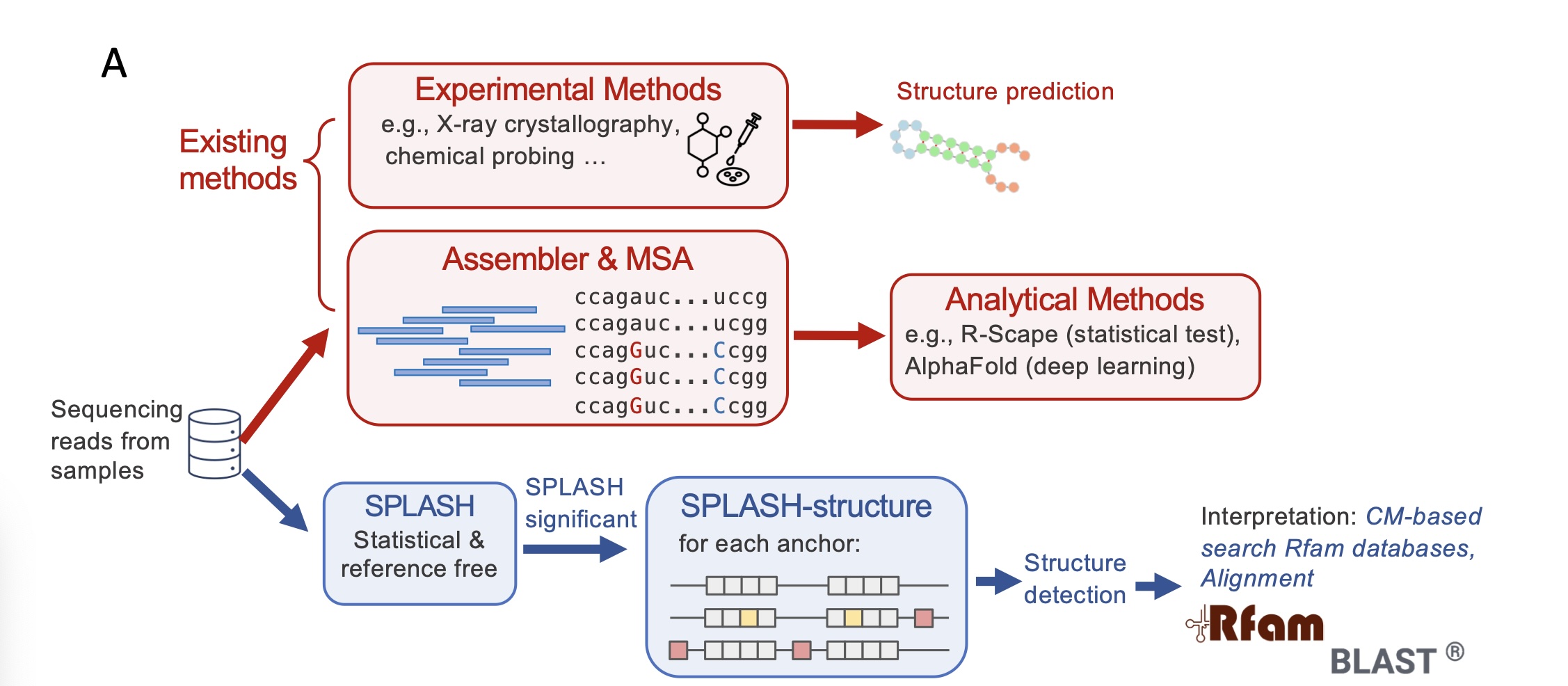 Julie Wang and Arjun Rustagi have collaborated to generate a new method for detecting elements in viruses under selection