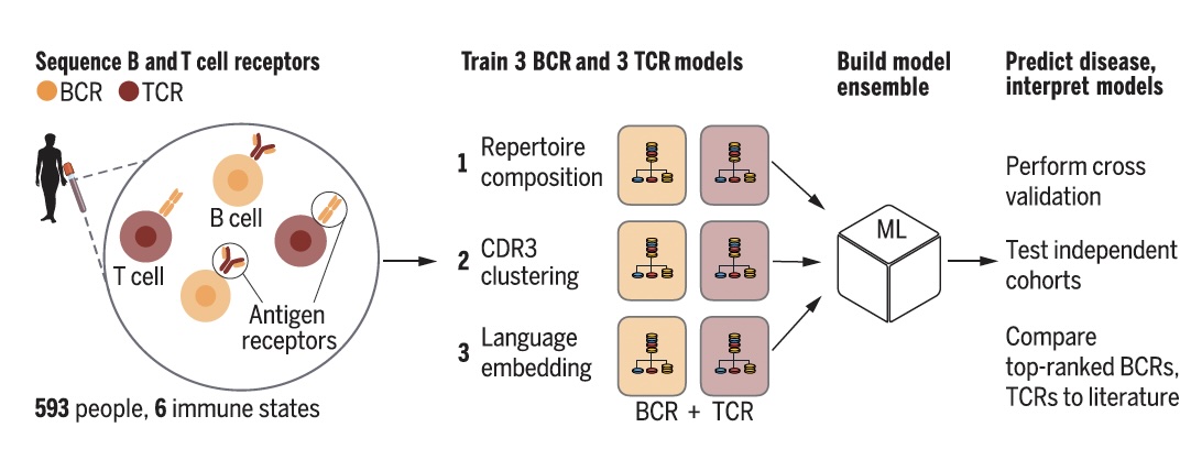 Erin Craig is co-author of “Disease diagnostics using machine learning of B cell and T cell receptor sequences” published in Science